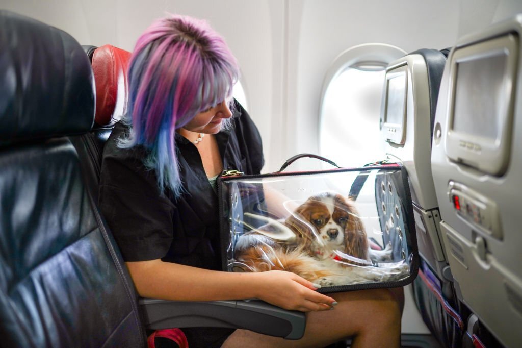 Hangi Evcil Hayvanlar Uçakta Taşınır