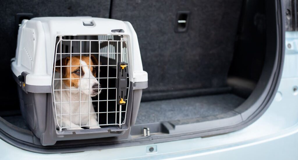 Uçakta Evcil Hayvan Taşıma Kuralları